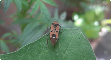 pest-disease-monitoring-2