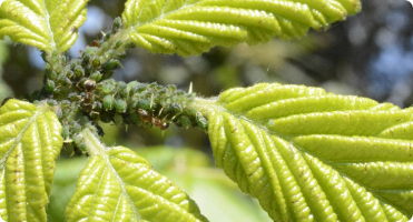pest-disease-monitoring